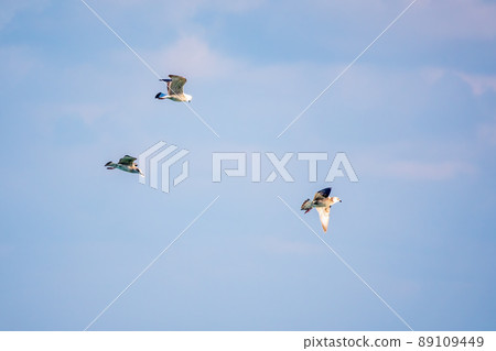 Three sea gulls fly in the clear blue sky Three sea gulls fly in the clear blue sky 89109449