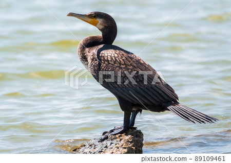 Great cormorant, Phalacrocorax carbo, standing on a stone on the sea shore. Great cormorant, Phalacrocorax carbo, standing on a stone on the sea shore. 89109461