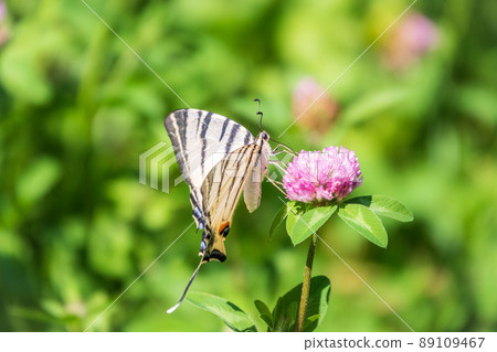 Beautiful Butterfly Scarce Swallowtail, Sail Swallowtail, Pear-tree Swallowtail, Podalirius. Latin name Iphiclides podaliriu. Butterfly collects nectar on flower. 89109467