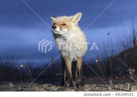 紅狐北海道夜黃昏傍晚野生 89109591