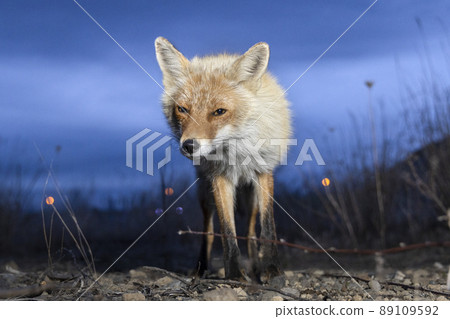 Red fox Hokkaido night dusk evening wild 89109592