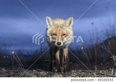 紅狐北海道夜黃昏傍晚野生 89109593
