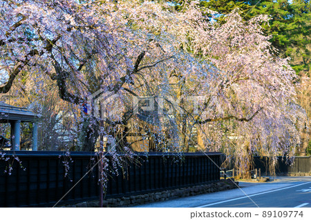 Sakura in Kakunodate, Akita Prefecture, Bukeyashiki Street Sakura in Kakunodate, Akita Prefecture, Bukeyashiki Street 89109774