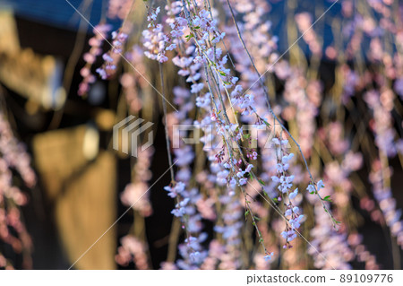 Sakura in Kakunodate, Akita Prefecture, Bukeyashiki Street Sakura in Kakunodate, Akita Prefecture, Bukeyashiki Street 89109776