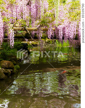 池塘里的紫藤花和錦鯉 池塘里的紫藤花和錦鯉 89109790