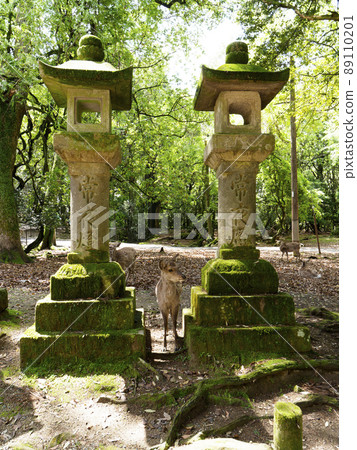 A fawn that appears from between the stone lanterns 89110201