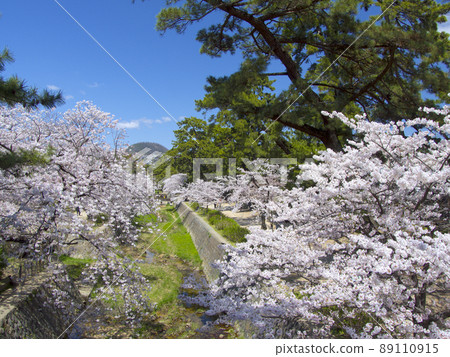 宿川公園,盛開的櫻花樹(來自後樂園口橋)/遠景中的Kabuto山“日本100個櫻花景點” 宿川公園,盛開的櫻花樹(來自後樂園口橋)/遠景中的Kabuto山“日本100個櫻花景點” 89110915