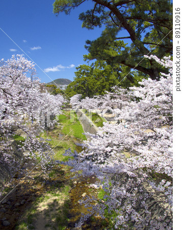 宿川公園,盛開的櫻花樹(來自後樂園口橋)/遠景中的Kabuto山“日本100個櫻花景點” 宿川公園,盛開的櫻花樹(來自後樂園口橋)/遠景中的Kabuto山“日本100個櫻花景點” 89110916