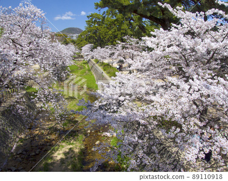 宿川公園,盛開的櫻花樹(來自後樂園口橋)/遠景中的Kabuto山“日本100個櫻花景點” 宿川公園,盛開的櫻花樹(來自後樂園口橋)/遠景中的Kabuto山“日本100個櫻花景點” 89110918