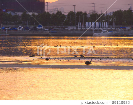 Kobashienhama (Omaehama Park) and wild birds dyeing at dusk Kobashienhama (Omaehama Park) and wild birds dyeing at dusk 89110923