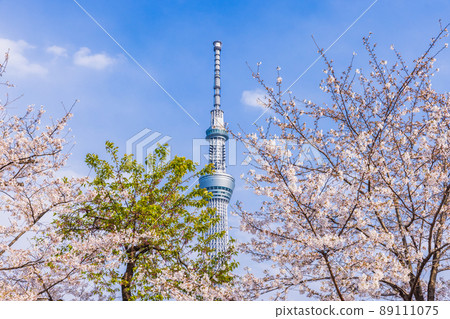 Sakura and Tokyo Sky Tree Tokyo spring scenery Sakura and Tokyo Sky Tree Tokyo spring scenery 89111075