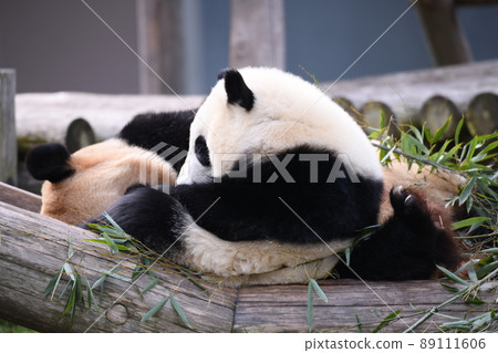 Good friend parent and child panda 89111606