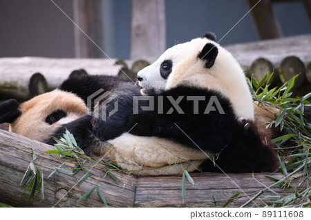 Good friend parent and child panda 89111608
