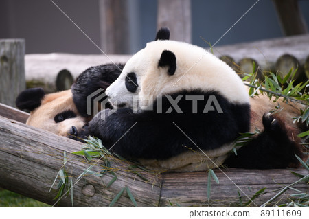 好朋友父母和孩子熊貓 好朋友父母和孩子熊貓 89111609