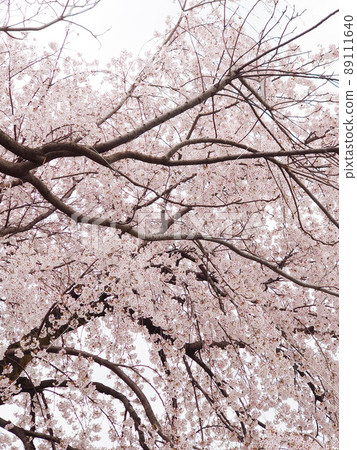 Cherry tree Cherry tree 89111640