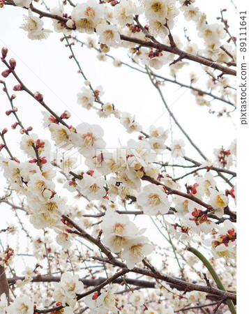 白花花 89111641