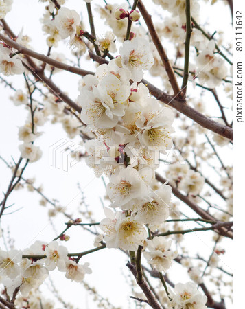 白花花 89111642