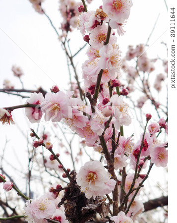 Plum blossom  89111644