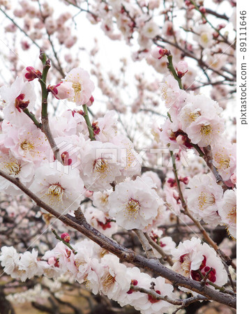 Plum blossom  89111646