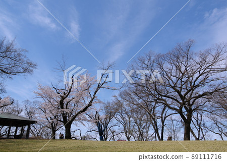 Clear sky and cherry blossoms Clear sky and cherry blossoms 89111716