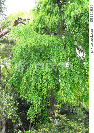 Large weeping katsura tree Large weeping katsura tree 89111925