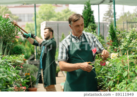 Man gardener taking care of roses in garden center Man gardener taking care of roses in garden center 89111949