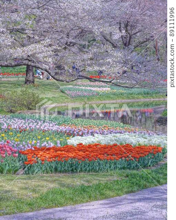 春遊公園花景*豎長方形構圖 89111996