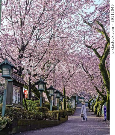 Cherry blossoms and women at Angyo Mitsuzoin * Vertical rectangular composition 89112049