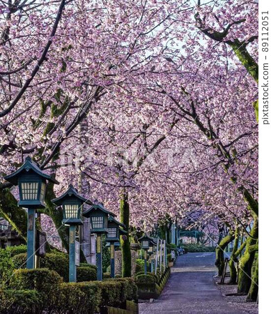 Sakura of Angyo Mitsuzoin * Vertical rectangular composition 89112051