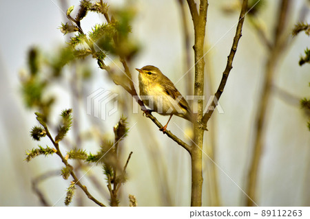 The common nightingale sings while sitting on a branch. 89112263