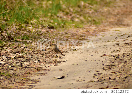 The gray flycatcher is standing on the road. The gray flycatcher is standing on the road. 89112272