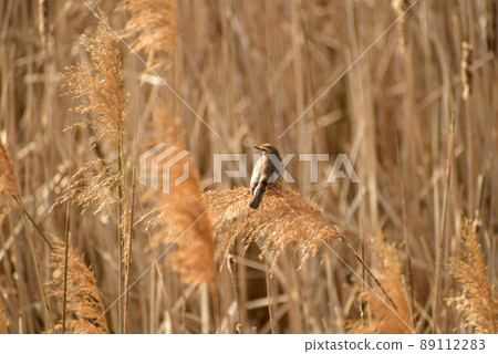 Bluethroat sits on a stalk of reeds. 89112283