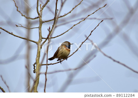 Bluethroat bird sings while sitting on a branch. 89112284