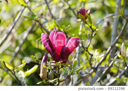 Shimokuren Shimokuren 89112396