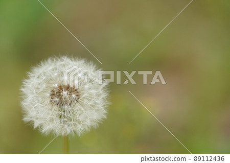 Dandelion's fluff 89112436