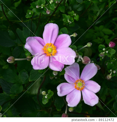 Japanese anemone with autumn atmosphere Popular autumn flowers for girls 89112472