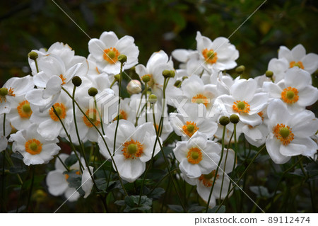 Japanese anemone with autumn atmosphere Popular autumn flowers for girls 89112474