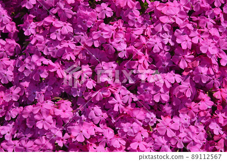 Moss phlox blooming all over spring image Moss phlox blooming all over spring image 89112567
