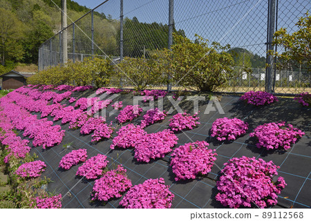 Moss phlox blooming all over spring image Moss phlox blooming all over spring image 89112568