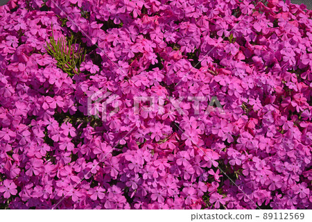 Moss phlox blooming all over spring image Moss phlox blooming all over spring image 89112569