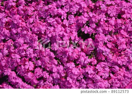 Moss phlox blooming all over spring image 89112573