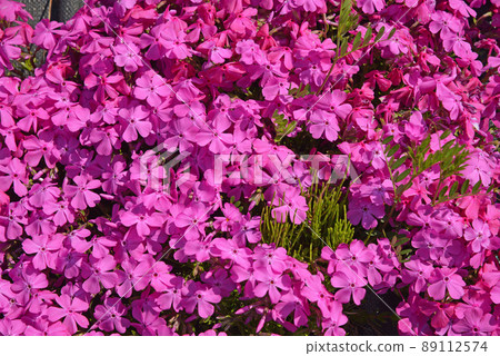 Moss phlox blooming all over spring image 89112574