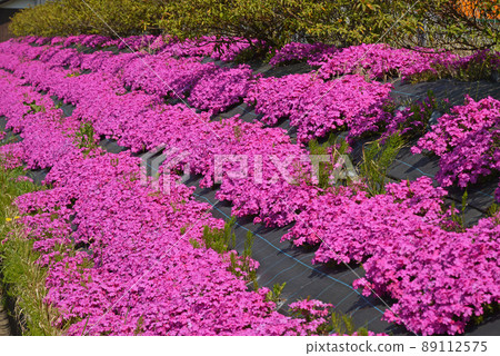 Moss phlox blooming all over spring image 89112575