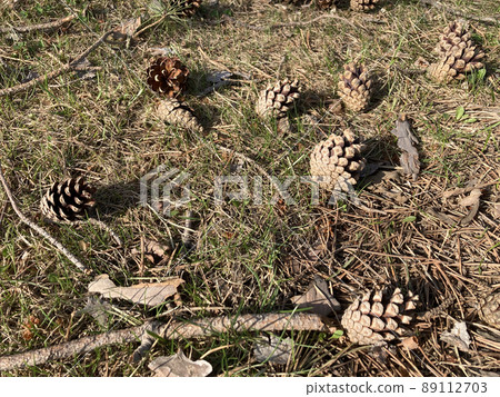 Pine nut Pine nut 89112703