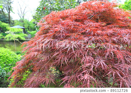 Benishidare Momiji Tree 89112726