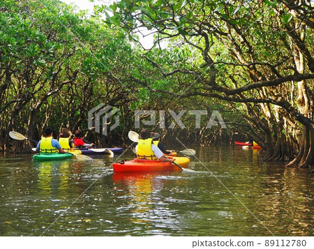 Mangrove virgin forest canoe experience Amami Oshima Mangrove virgin forest canoe experience Amami Oshima 89112780