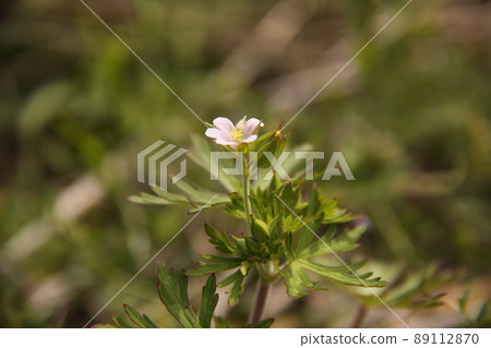  America Furo 89112870