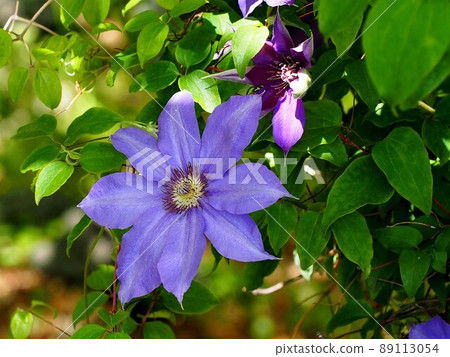 Clematis in lilac in the sunbeams Clematis in lilac in the sunbeams 89113054