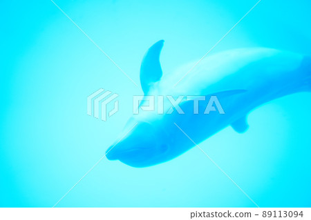 海豚在水中游泳 89113094