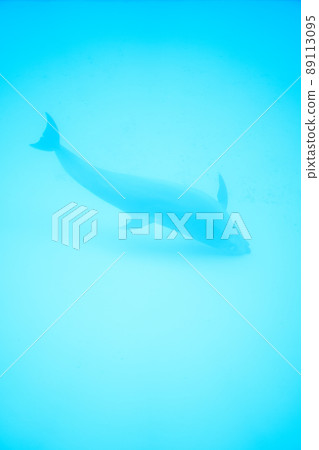 海豚在水中游泳 89113095